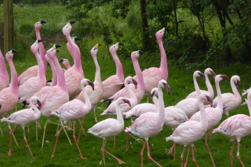 Ten years of flamingo friends